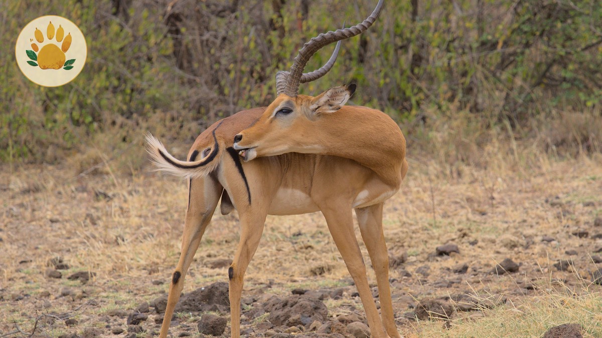 Safari Deposit, Cancellation & Refund Policy: Kenya Facts - photo 2