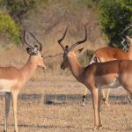 Kenya Safari Booking Scams: Deposit Warning Signs