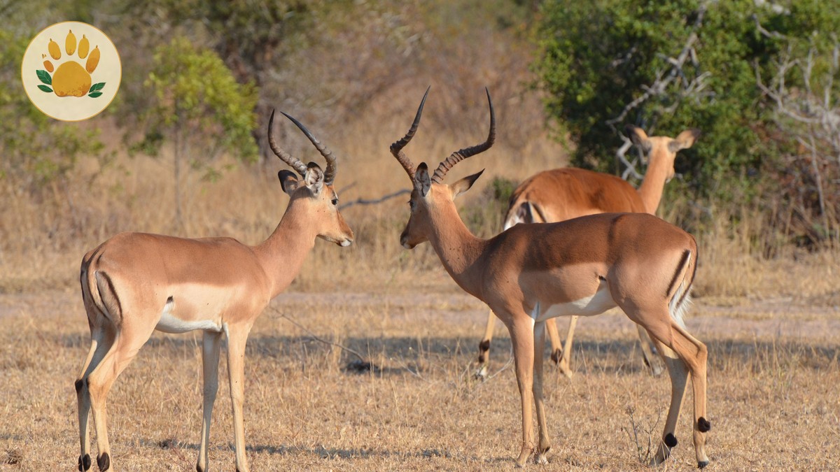Kenya Safari Booking Scams: Deposit Warning Signs