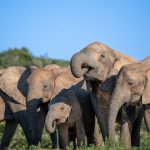 Kenya Family Safari Lodges With Pools Kids Will Use