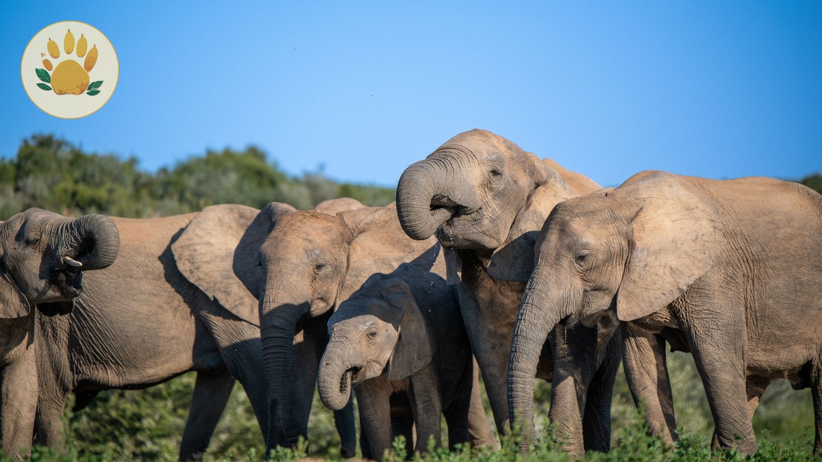 Kenya Family Safari Lodges With Pools Kids Will Use