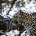 Safari Vehicle Window Seat Guarantee: What It Really Means