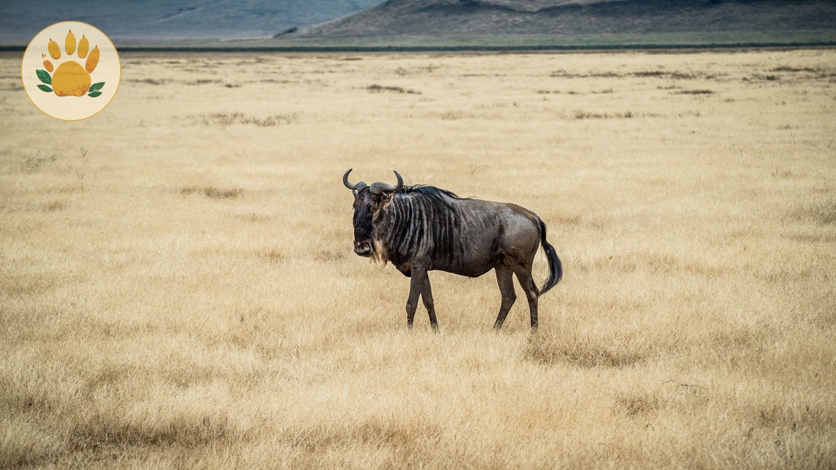 Safari With Toddler Kenya Tips: What Actually Works