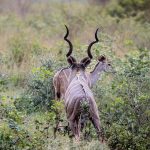 Saiwa Swamp National Park Sitatunga Guide (2026)