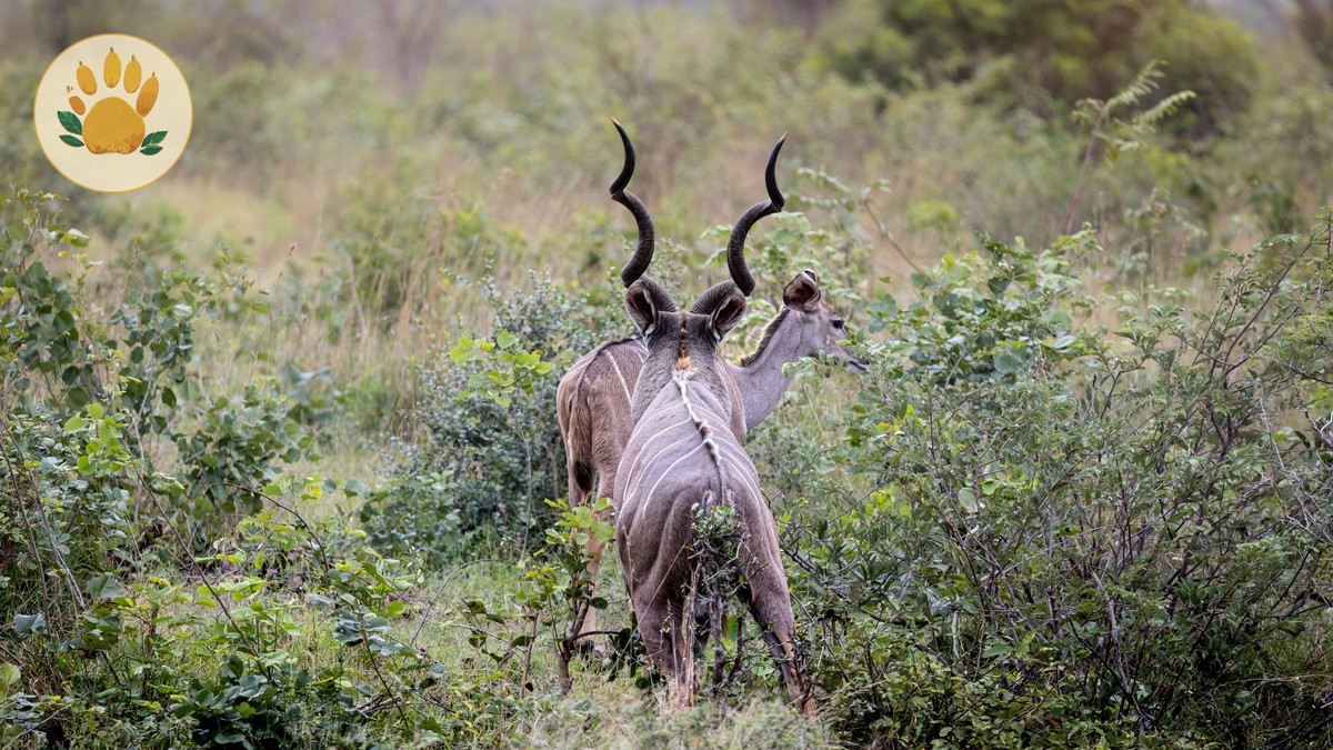 Saiwa Swamp National Park Sitatunga Guide (2026)