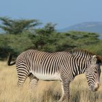 Samburu Special Five Animals: A Repeat Visitor's Field Guide