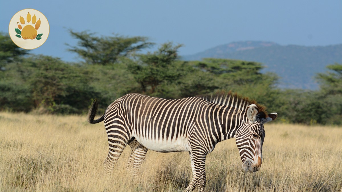 Samburu Special Five Animals: A Repeat Visitor's Field Guide