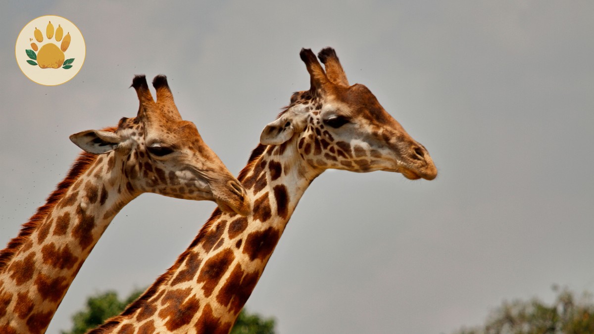 Samburu Special Five Animals: A Repeat Visitor's Field Guide - photo 1
