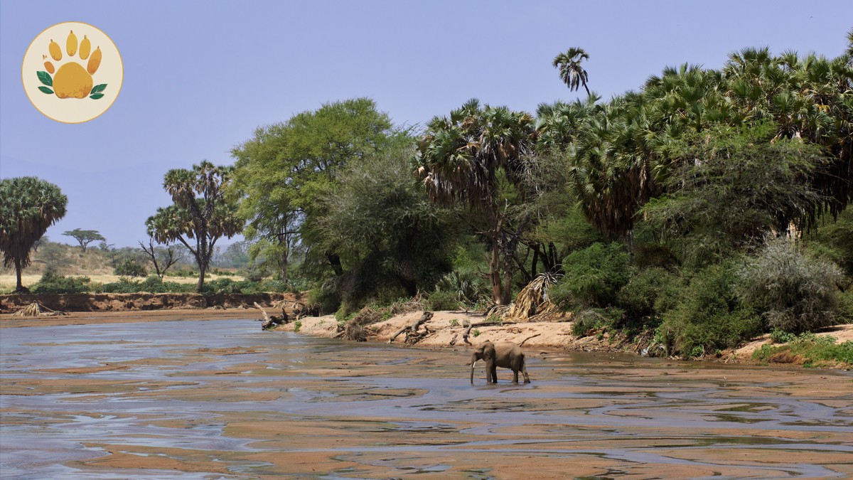 Samburu Special Five Animals: A Repeat Visitor's Field Guide - photo 2