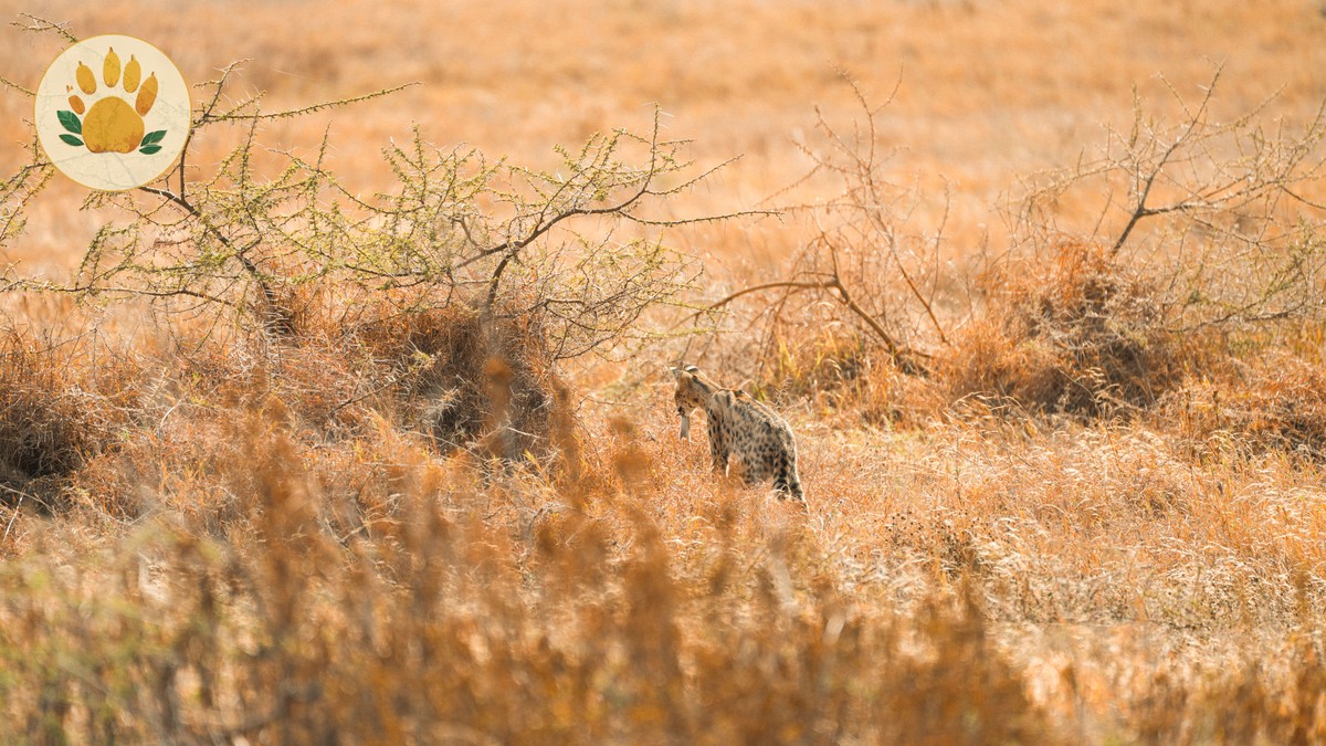 Secretary Bird Sightings Kenya Safari: A Field Guide - photo 2