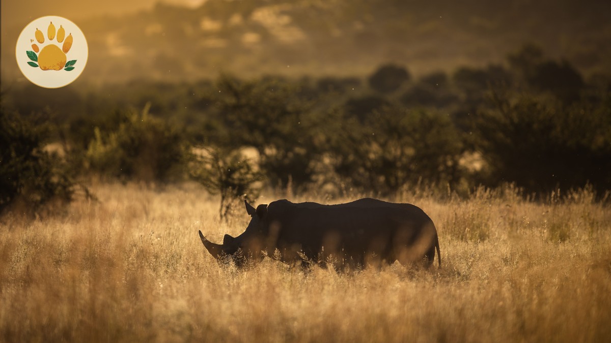 Shaba National Reserve Safari Guide (2026) - photo 1