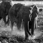 Sheldrick Elephant Orphanage Nairobi: Visit Guide 2026