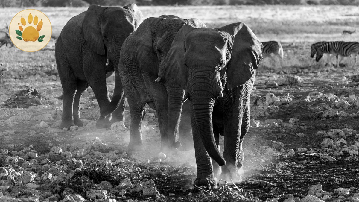 Sheldrick Elephant Orphanage Nairobi: Visit Guide 2026