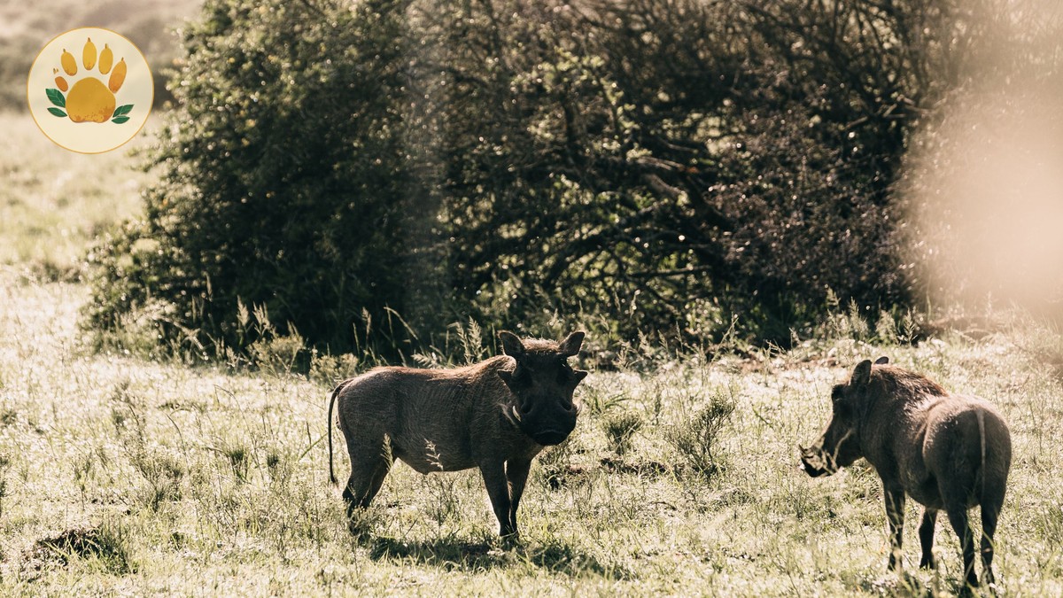 Solio Rhino Sanctuary Guide: Access, Fees, Best Time - photo 1