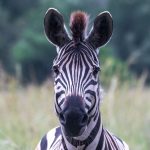 Solo Female Traveler Safari Safety in Kenya
