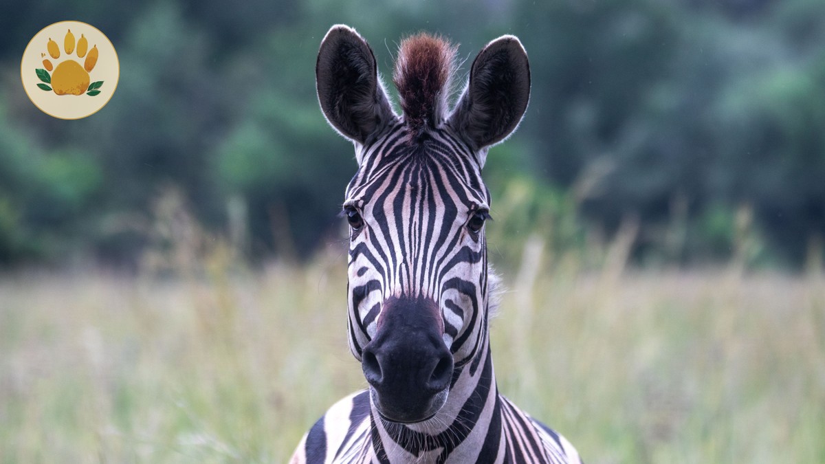 Solo Female Traveler Safari Safety in Kenya