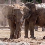 Tsavo East vs Tsavo West: Which Safari to Choose?