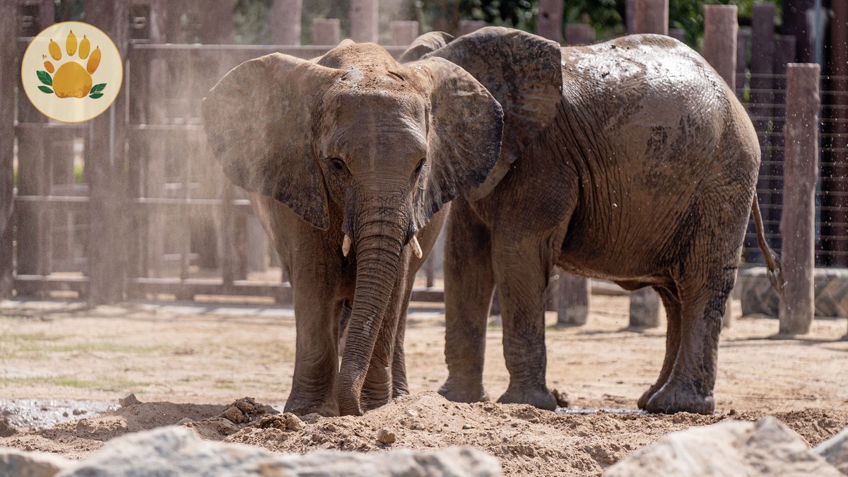 Tsavo East vs Tsavo West: Which Safari to Choose?