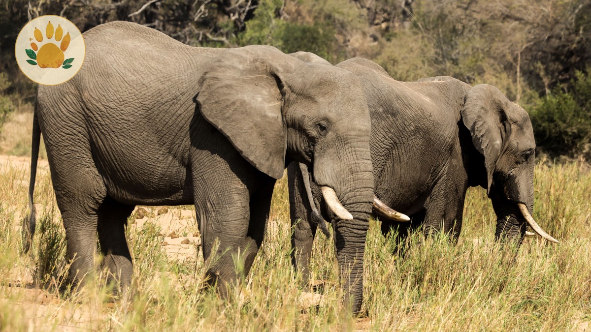 Tsavo East vs Tsavo West: Which Safari to Choose? - photo 2