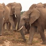 What a Walking Safari in Laikipia Is Really Like
