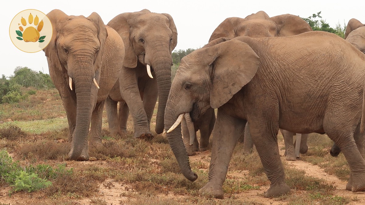 What a Walking Safari in Laikipia Is Really Like