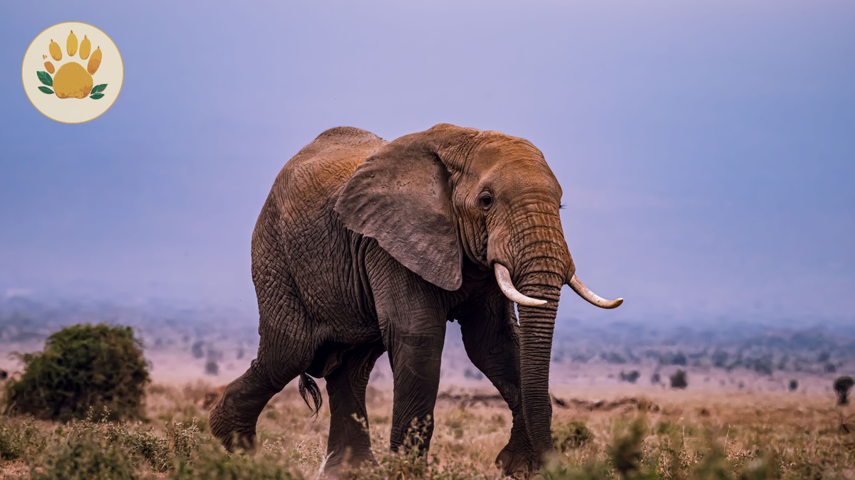 What a Walking Safari in Laikipia Is Really Like - photo 2