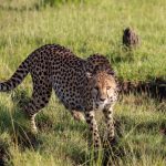 What Color Clothes Should You Wear on Safari?