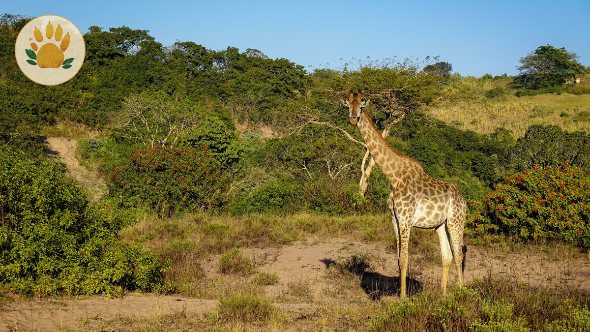 What Color Clothes Should You Wear on Safari? - photo 1