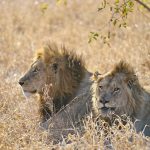 What Is the Big Five? A Kenya Safari Guide