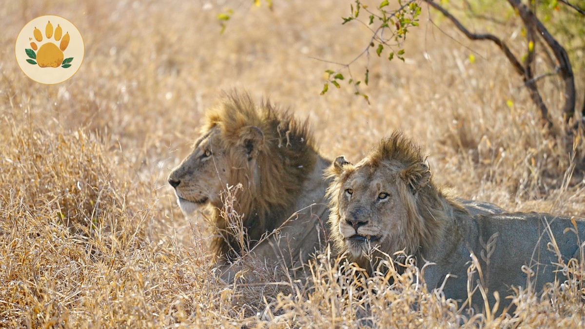 What Is the Big Five? A Kenya Safari Guide