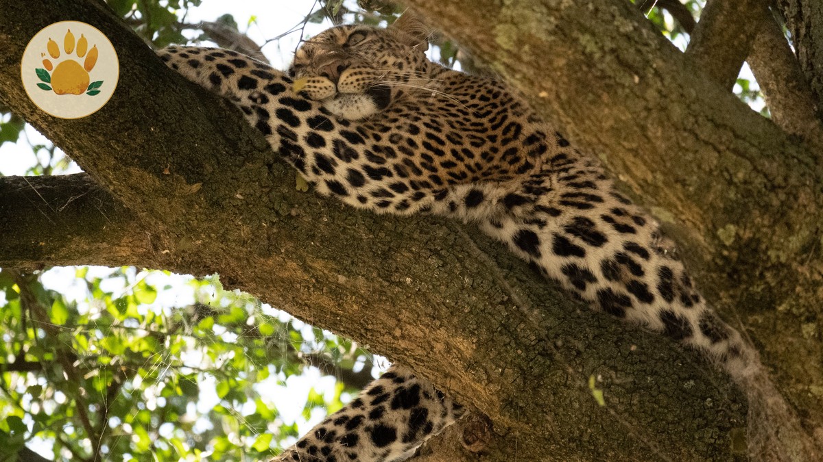 What Is the Big Five? A Kenya Safari Guide - photo 1