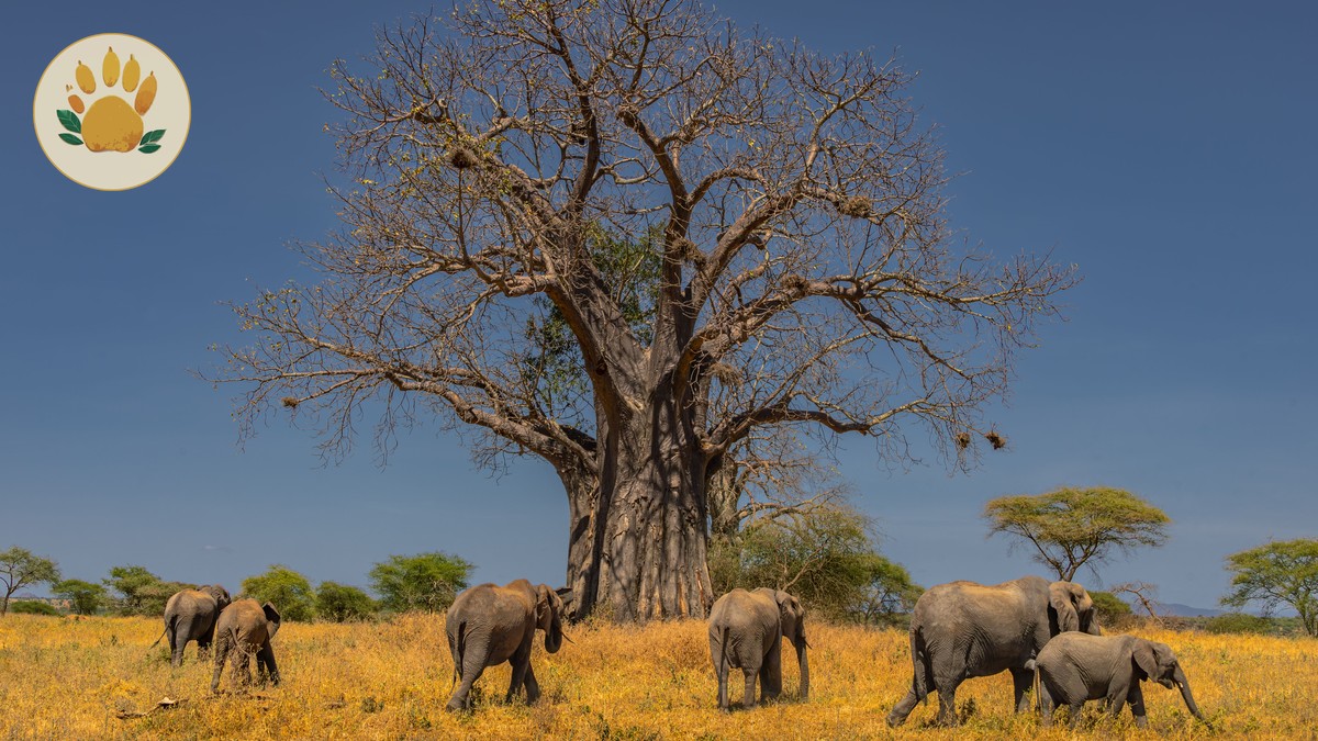 What Is the Big Five? A Kenya Safari Guide - photo 2
