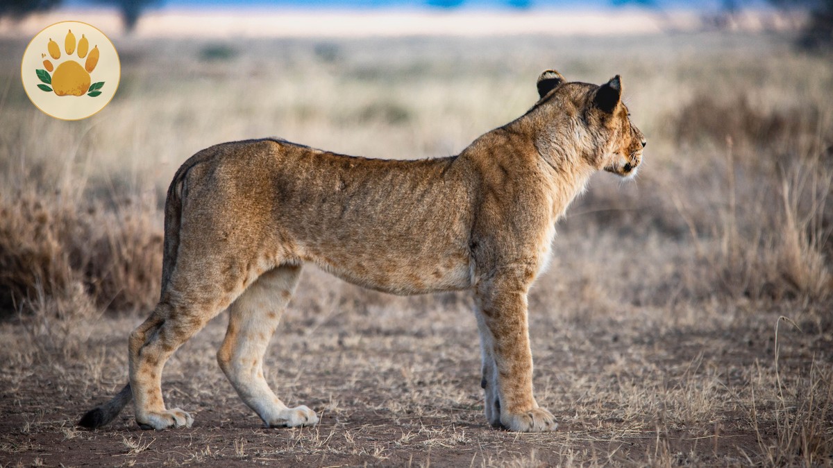 What to Expect on Your First Kenya Game Drive - photo 1