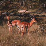 What's Included in a Kenya Safari Package Price?