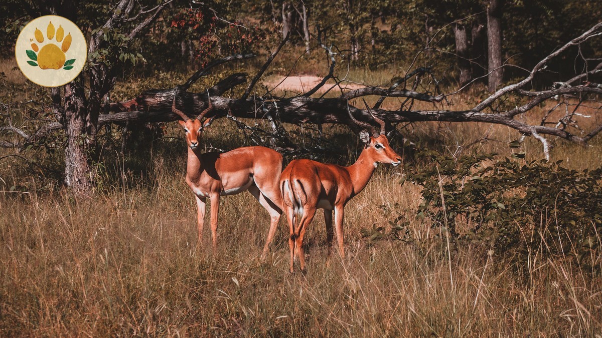 What's Included in a Kenya Safari Package Price?