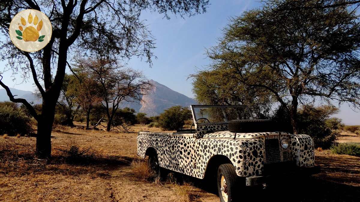 Where to See Leopards in Kenya: Best Parks and Timing