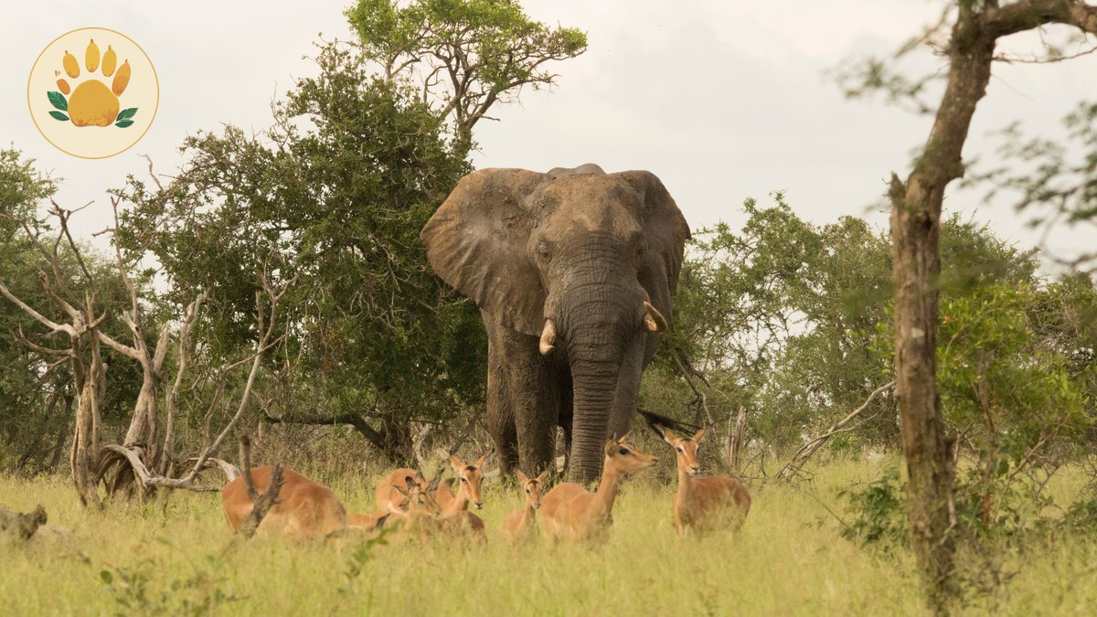 Where to See Leopards in Kenya: Best Parks and Timing - photo 1