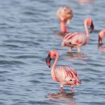 Why Flamingos Left Lake Nakuru: The Real Story