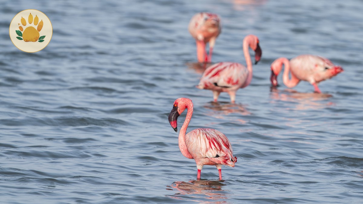Why Flamingos Left Lake Nakuru: The Real Story