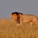 Wilson Airport to Masai Mara: Flights, Timing, Costs