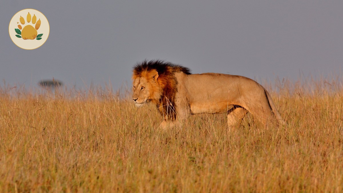 Wilson Airport to Masai Mara: Flights, Timing, Costs
