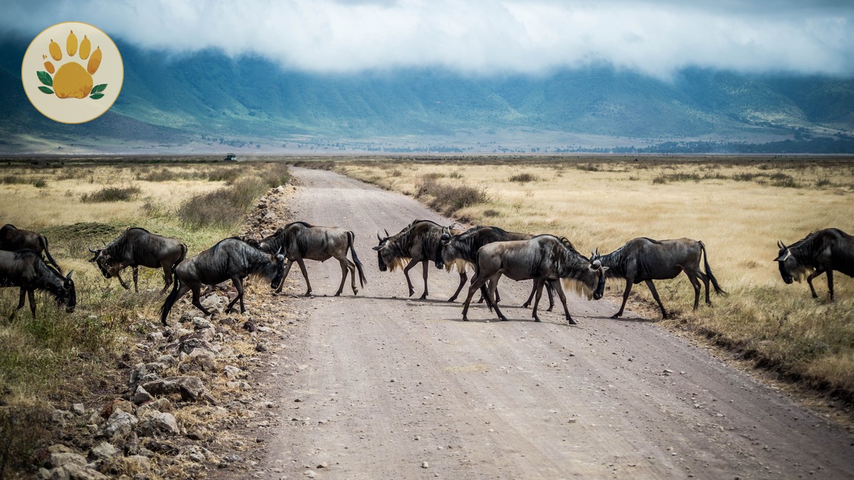 Wilson Airport to Masai Mara: Flights, Timing, Costs - photo 1