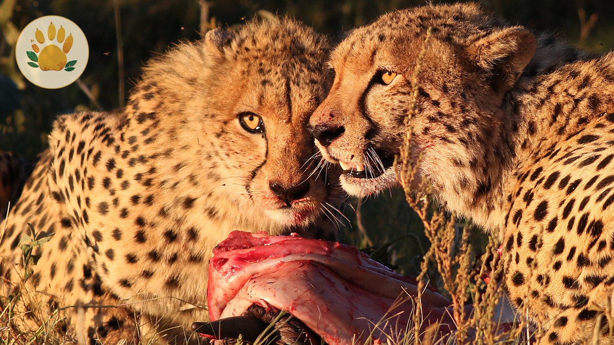 Wilson Airport to Masai Mara: Flights, Timing, Costs - photo 2