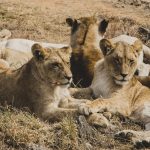 Yellow Fever Vaccine Requirement: Kenya Safari Guide