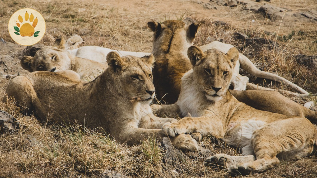 Yellow Fever Vaccine Requirement: Kenya Safari Guide