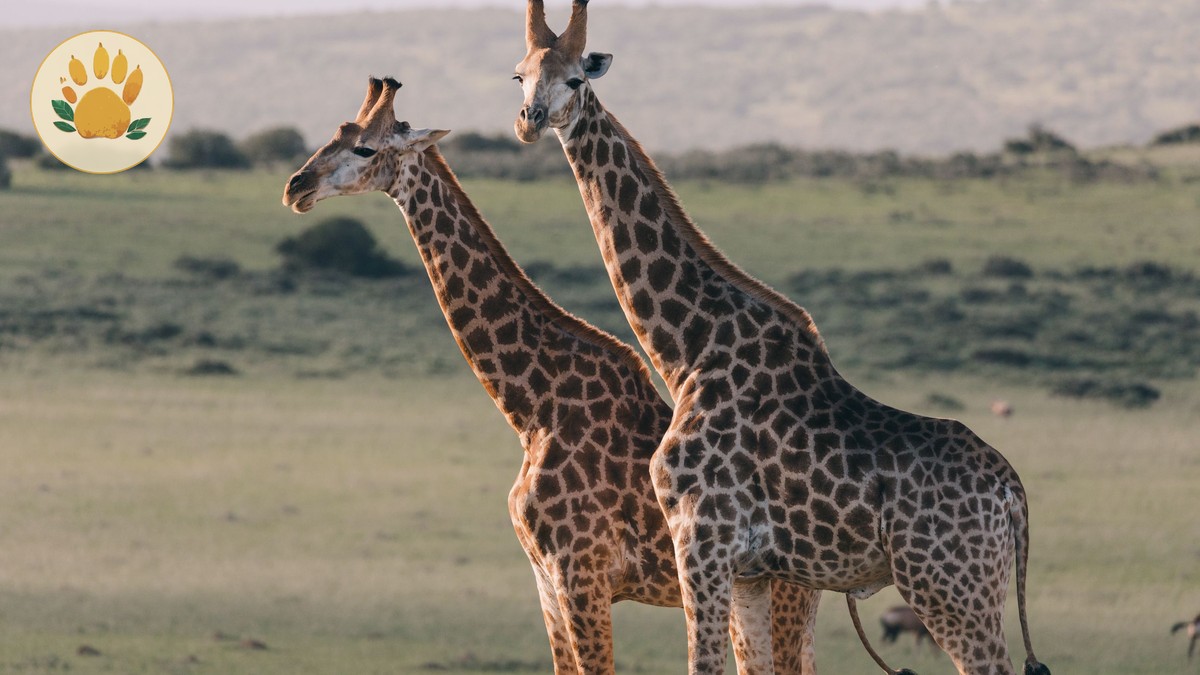 Yellow Fever Vaccine Requirement: Kenya Safari Guide - photo 2