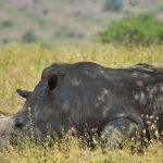 24 Hour Layover in Nairobi Before Safari: A Guide