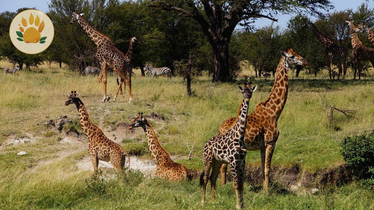 24 Hour Layover in Nairobi Before Safari: A Guide - photo 1
