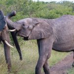 Amboseli Big Tuskers: Elephant Viewing Guide 2026