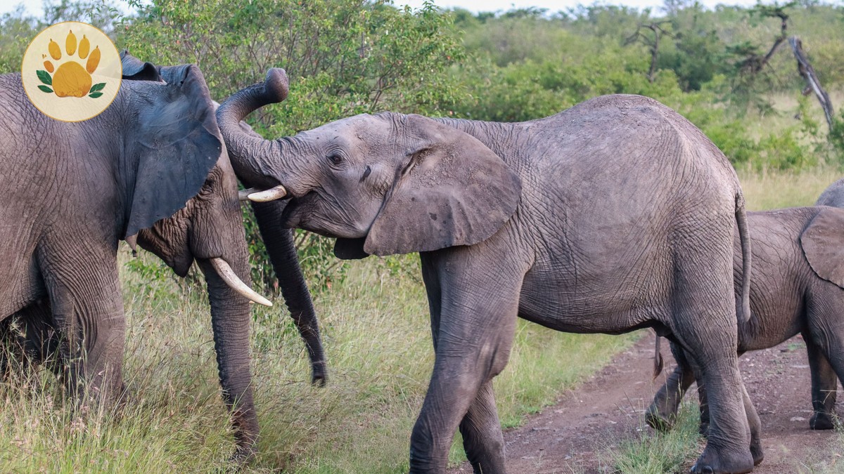 Amboseli Big Tuskers: Elephant Viewing Guide 2026